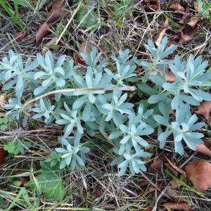 Photographie n°2479099 du taxon Euphorbia nicaeensis All. [1785]