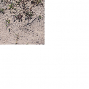 Photographie n°2479139 du taxon Teesdalia nudicaulis (L.) R.Br. [1812]