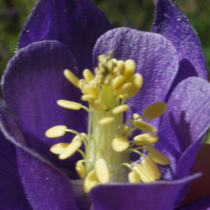 Photographie n°2479147 du taxon Aquilegia vulgaris L. [1753]