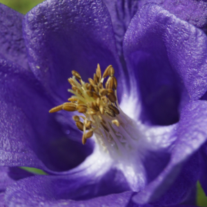 Photographie n°2479149 du taxon Aquilegia vulgaris L. [1753]