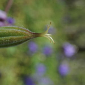 Photographie n°2479151 du taxon Aquilegia vulgaris L. [1753]