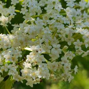 Photographie n°2479161 du taxon Sambucus nigra L. [1753]