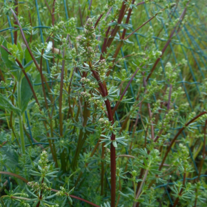 Photographie n°2479180 du taxon Galium mollugo L. [1753]