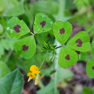 Photographie n°2479224 du taxon Medicago arabica (L.) Huds.