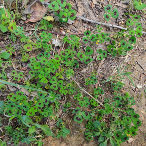 Photographie n°2479225 du taxon Medicago arabica (L.) Huds.