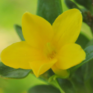 Photographie n°2479238 du taxon Jasminum fruticans L. [1753]