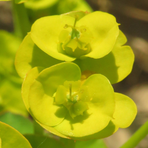 Photographie n°2479253 du taxon Euphorbia nicaeensis All. [1785]