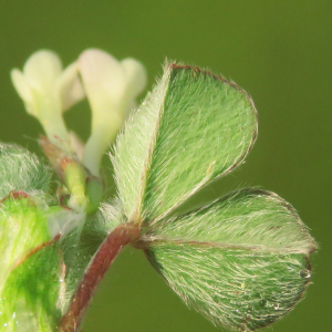 Photographie n°2479259 du taxon Trifolium subterraneum L. [1753]