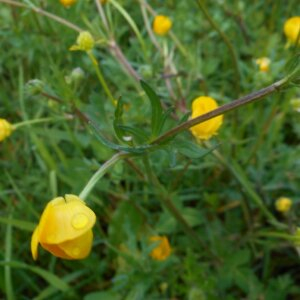 Photographie n°2479261 du taxon Ranunculus bulbosus L. [1753]