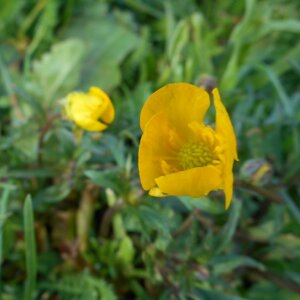 Photographie n°2479262 du taxon Ranunculus bulbosus L. [1753]