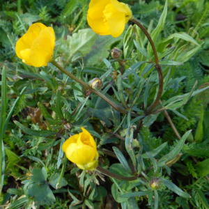 Photographie n°2479263 du taxon Ranunculus bulbosus L. [1753]