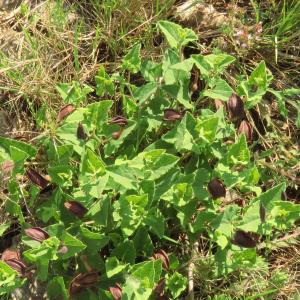 Photographie n°2479278 du taxon Aristolochia pistolochia L. [1753]