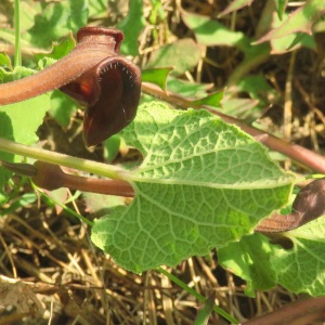 Photographie n°2479281 du taxon Aristolochia pistolochia L. [1753]