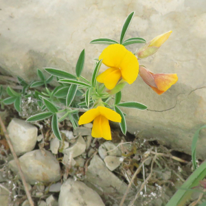 Photographie n°2479291 du taxon Argyrolobium linnaeanum Walp. [1839]