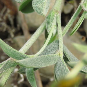 Photographie n°2479294 du taxon Argyrolobium linnaeanum Walp. [1839]