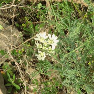 Photographie n°2479305 du taxon Orlaya grandiflora (L.) Hoffm. [1814]