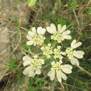 Photographie n°2479306 du taxon Orlaya grandiflora (L.) Hoffm. [1814]