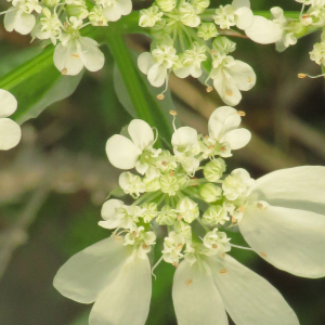 Photographie n°2479307 du taxon Orlaya grandiflora (L.) Hoffm. [1814]