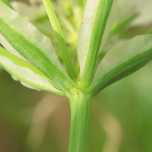 Photographie n°2479308 du taxon Orlaya grandiflora (L.) Hoffm. [1814]