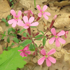 Photographie n°2479314 du taxon Saponaria ocymoides L.