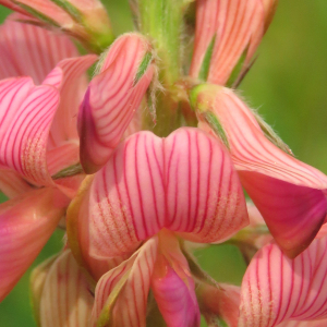  - Onobrychis viciifolia Scop. [1772]