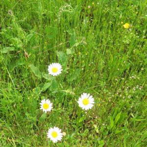 Photographie n°2479328 du taxon Leucanthemum vulgare Lam. [1779]