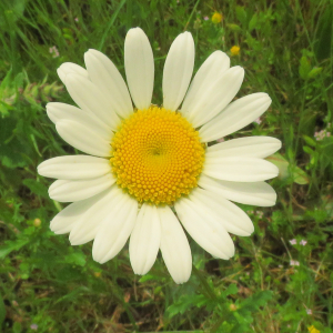 Photographie n°2479329 du taxon Leucanthemum vulgare Lam. [1779]