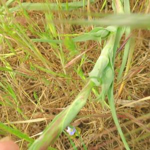 Photographie n°2479334 du taxon Tragopogon pratensis L. [1753]