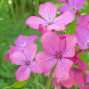 Photographie n°2479337 du taxon Lunaria annua f. annua