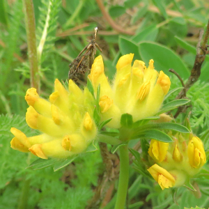Photographie n°2479339 du taxon Anthyllis vulneraria L. [1753]