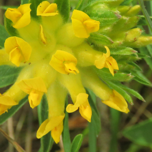 Photographie n°2479340 du taxon Anthyllis vulneraria L. [1753]