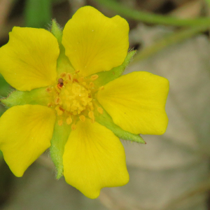 Photographie n°2479345 du taxon Potentilla verna L. [1753]