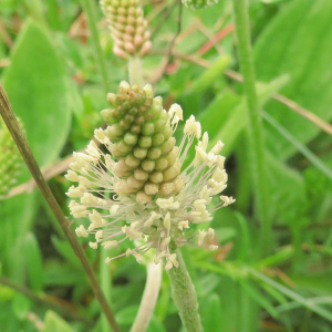 Photographie n°2479346 du taxon Plantago media L.