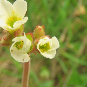 Photographie n°2479367 du taxon Saxifraga granulata L. [1753]