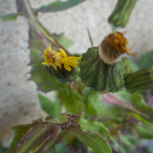 Photographie n°2479405 du taxon Sonchus oleraceus L. [1753]