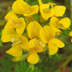 Photographie n°2479419 du taxon Hippocrepis comosa L. [1753]