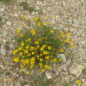 Photographie n°2479420 du taxon Hippocrepis comosa L. [1753]