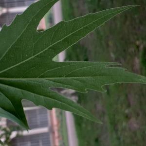 Photographie n°2479434 du taxon Platanus orientalis L. [1753]