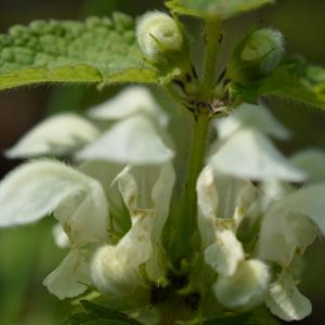 Photographie n°2479444 du taxon Lamium album L.