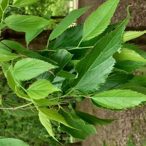 Photographie n°2479448 du taxon Celtis australis L. [1753]