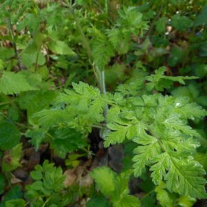 Photographie n°2479459 du taxon Chaerophyllum temulum L. [1753]