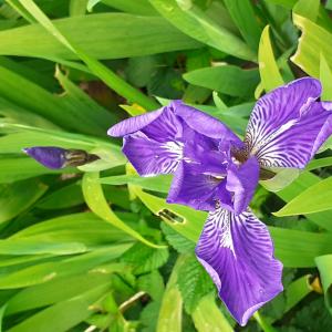 Photographie n°2479465 du taxon Iris sibirica L. [1753]