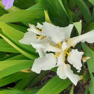 Photographie n°2479467 du taxon Iris sibirica L. [1753]