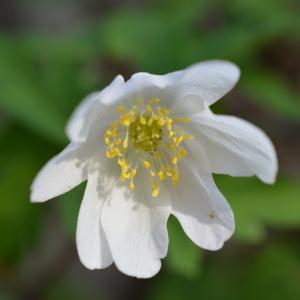 Photographie n°2479470 du taxon Anemone nemorosa L. [1753]