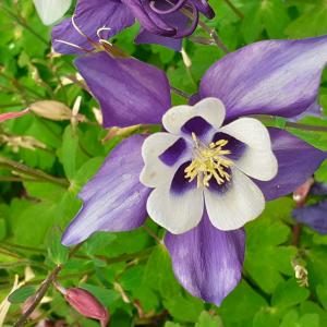  - Aquilegia vulgaris subsp. vulgaris