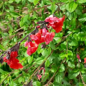 Photographie n°2479534 du taxon Salvia microphylla Kunth [1818]