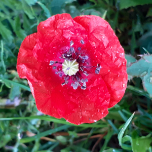 Photographie n°2479551 du taxon Papaver rhoeas L.