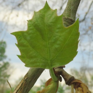 Photographie n°2479605 du taxon Platanus x acerifolia (Aiton) Willd. [1805]