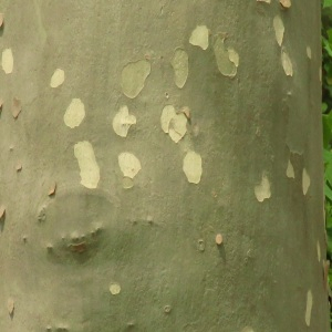 Photographie n°2479607 du taxon Platanus x acerifolia (Aiton) Willd. [1805]