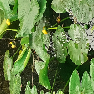 Photographie n°2479629 du taxon Nuphar lutea (L.) Sm. [1809]